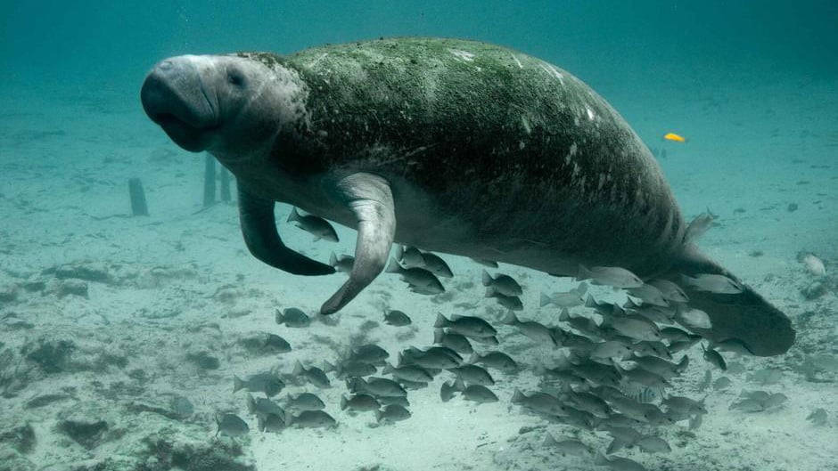 Frontiers  Associated benefits of manatee watching in the Costa dos Corais  Environmental Protection Area